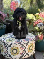 F1 Tyler, a male Bernedoodle for sale in Mayfield, KY – 7 of 10