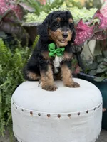 F1B Blake, a male Bernedoodle for sale in Mayfield, KY – 6 of 10