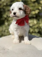 Dash , a male Cavapoo for sale in Mayfield, KY – 3 of 7