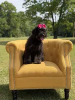 Cassie, a female Bernedoodle for sale in Mayfield, KY – 5 of 9