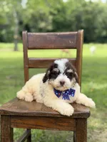 Uncle Sam , a male Miniature Bernedoodle for sale in Mayfield, KY – 2 of 10