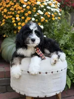 F1 Victor, a male Bernedoodle for sale in Mayfield, KY – 10 of 10