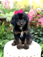 F1B Bridget, a female Bernedoodle for sale in Mayfield, KY – 1 of 9