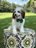 Dawson, a male Cavapoo for sale in Mayfield, KY – 2 of 10