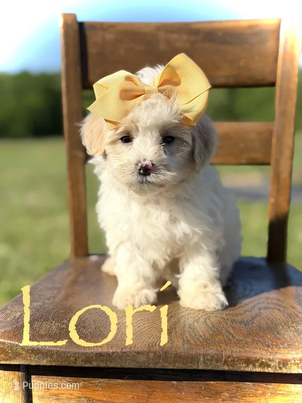 Lori – Maltipoo puppy for sale in Mayfield, KY