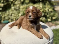 Dillon, a male Cavapoo for sale in Mayfield, KY – 3 of 6