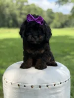 F1 Ashlyn, a female Cavapoo for sale in Mayfield, KY – 10 of 10