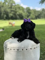 Luna, a female Cavapoo for sale in Mayfield, KY – 4 of 10