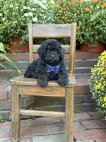 Theo, a male Shihpoo for sale in Mayfield, KY – 3 of 10