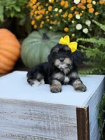 F1 Skeye, a female Cavapoo for sale in Mayfield, KY – 1 of 10