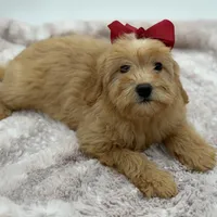 F2B Malory, a female Miniature Goldendoodle for sale in Mayfield, KY – Photo 10 of 10