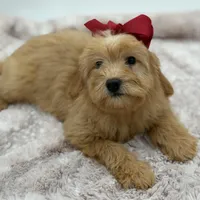 F2B Malory, a female Miniature Goldendoodle for sale in Mayfield, KY – Photo 5 of 10