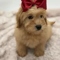 F2B Malory, a female Miniature Goldendoodle for sale in Mayfield, KY – Photo 1 of 10