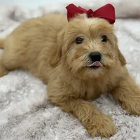 F2B Malory, a female Miniature Goldendoodle for sale in Mayfield, KY – Photo 6 of 10