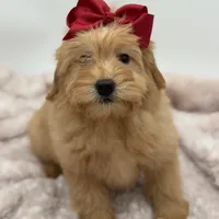 F2B Malory, a female Miniature Goldendoodle for sale in Mayfield, KY – Photo 3 of 10