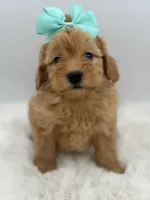 processed/949b013f-0bcf-4eb7-8242-1d54f658f7e3/listing/4b3342dd-5be7-47af-a17d-450d1eeb83de/59ef328a-fcf1-4f96-89e6-8631464e0c8d