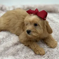 F2B Malory, a female Miniature Goldendoodle for sale in Mayfield, KY – Photo 9 of 10