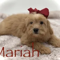 F2B Malory, a female Miniature Goldendoodle for sale in Mayfield, KY – Photo 2 of 10