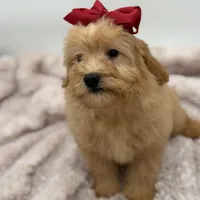 F2B Malory, a female Miniature Goldendoodle for sale in Mayfield, KY – Photo 4 of 10