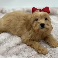 F2B Malory, a female Miniature Goldendoodle for sale in Mayfield, KY – Photo 8 of 10