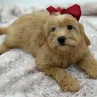 F2B Malory, a female Miniature Goldendoodle for sale in Mayfield, KY – Photo 7 of 10