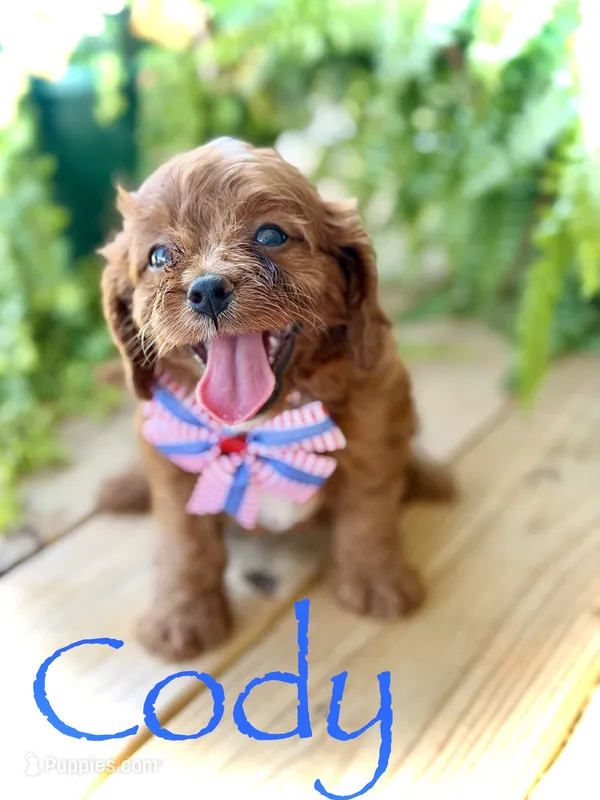 F1 Cody – Cavapoo puppy for sale in Mayfield, KY
