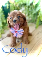 F1 Cody, a male Cavapoo for sale in Mayfield, KY – 1 of 5