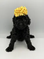 F1B Poppy, a female Cockapoo for sale in Mayfield, KY – Photo 2 of 7