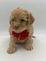 F1B Patrick, a female Cockapoo for sale in Mayfield, KY – Photo 6 of 7