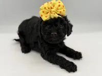 F1B Poppy, a female Cockapoo for sale in Mayfield, KY – Photo 7 of 7