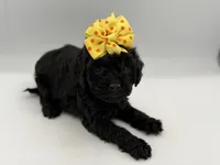 F1B Poppy, a female Cockapoo for sale in Mayfield, KY – Photo 6 of 7