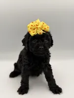 F1B Poppy, a female Cockapoo for sale in Mayfield, KY – Photo 4 of 7