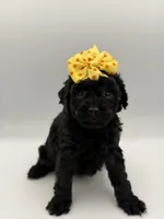 F1B Poppy, a female Cockapoo for sale in Mayfield, KY – Photo 3 of 7