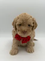 F1B Patrick, a female Cockapoo for sale in Mayfield, KY – Photo 4 of 7