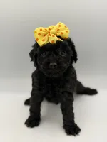 F1B Poppy, a female Cockapoo for sale in Mayfield, KY – Photo 5 of 7