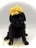 F1B Poppy, a female Cockapoo for sale in Mayfield, KY – Photo 1 of 7