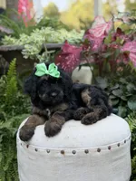 F1B Blair, a female Bernedoodle for sale in Mayfield, KY – 9 of 9