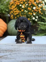 F1 Scooter, a male Cavapoo for sale in Mayfield, KY – 7 of 10