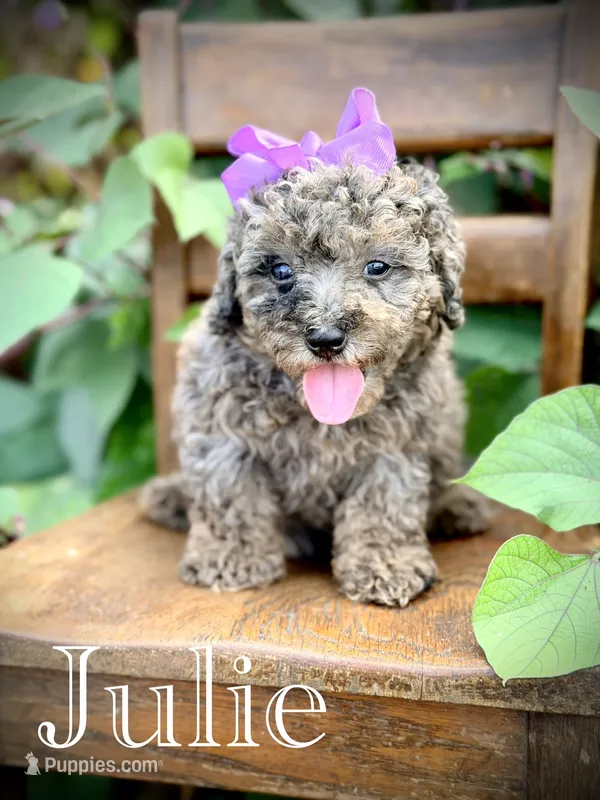 Julie – Miniature Bernedoodle puppy for sale in Mayfield, KY