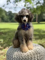 AKC Hunter, a male Poodle - Miniature  for sale in Mayfield, KY – 10 of 10