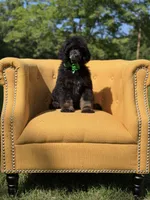 AKC Winston , a male Poodle - Multi-Colored Standard for sale in Mayfield, KY – 9 of 10