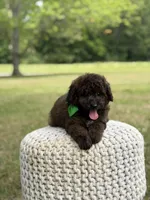 Beckett, a male Miniature Goldendoodle for sale in Mayfield, KY – 7 of 10