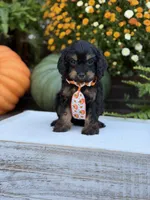 F1 Seth, a male Cavapoo for sale in Mayfield, KY – 7 of 9