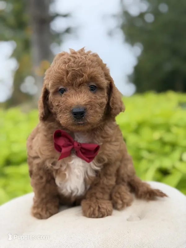 Parker  – Miniature Goldendoodle puppy for sale in Mayfield, KY