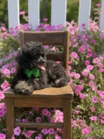 AKC Parker, a male Poodle - Toy  for sale in Mayfield, KY – 4 of 10