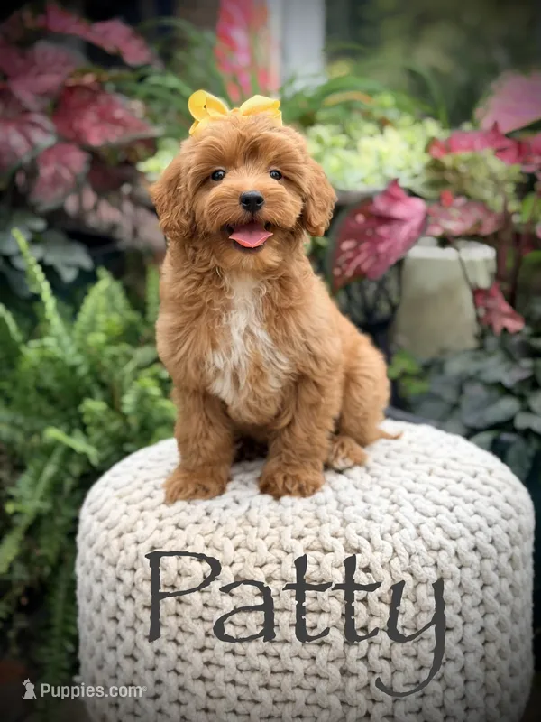 Patty – Miniature Goldendoodle puppy for sale in Mayfield, KY
