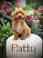 Patty, a female Miniature Goldendoodle for sale in Mayfield, KY – 1 of 10
