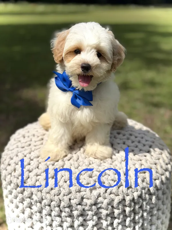 Lincoln – Maltipoo puppy for sale in Mayfield, KY