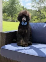 AKC Winston , a male Poodle - Multi-Colored Standard for sale in Mayfield, KY – 8 of 10