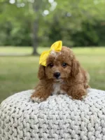 Allison, a female Miniature Goldendoodle for sale in Mayfield, KY – 9 of 10